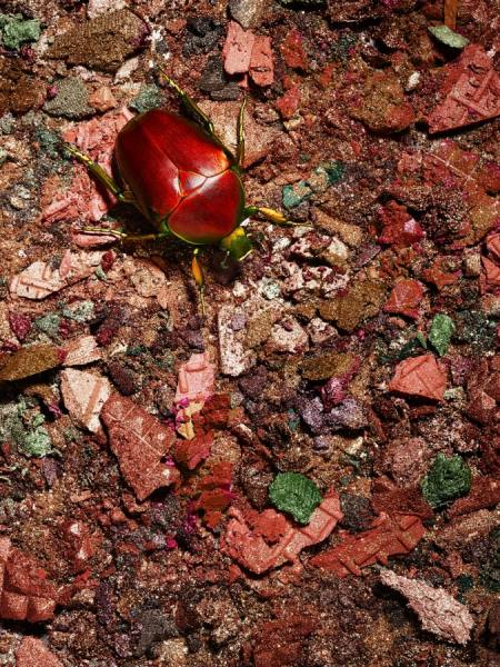 Photograph Tal Silverman Red Beetle On Make Up Landscape on One Eyeland